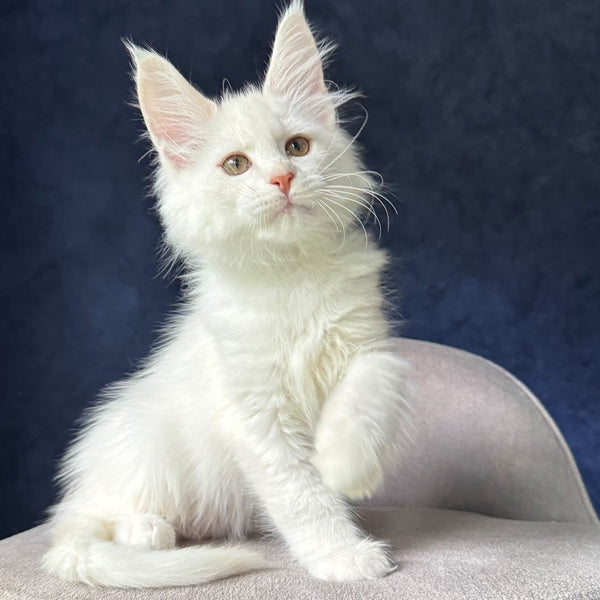 Kirk Maine Coon male, red silver chinchilla
