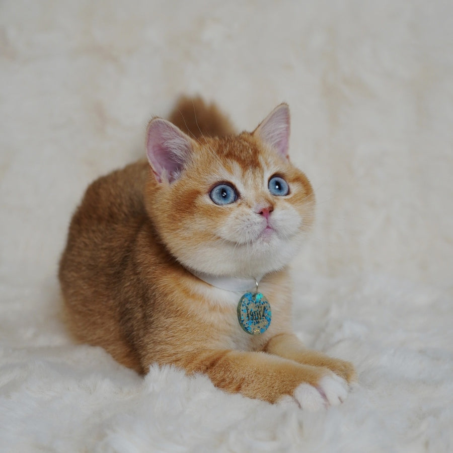Teddy British Shorthair male, chocolate golden chinchilla with white