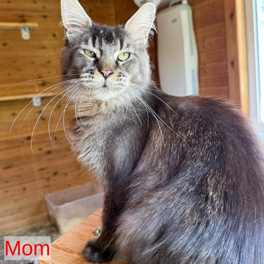 Jeya Maine Coon female, black silver tabby