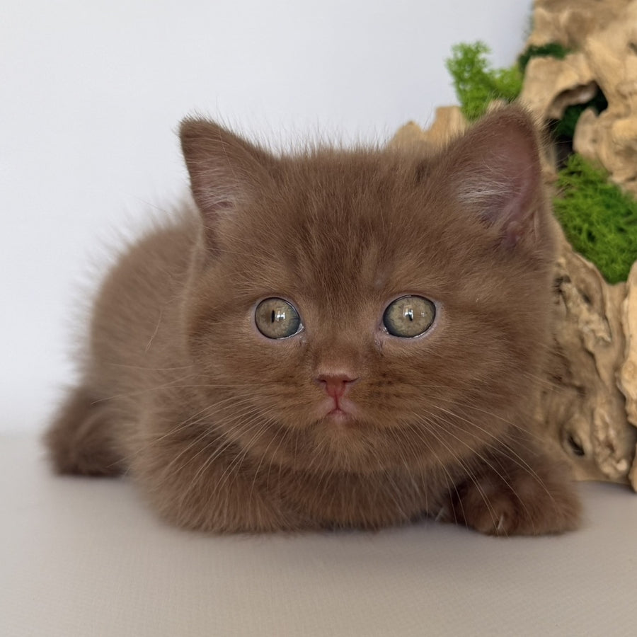 Gustav British Shorthair male, cinnamon