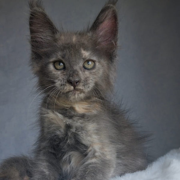 Penelope Maine Coon female, blue tortie