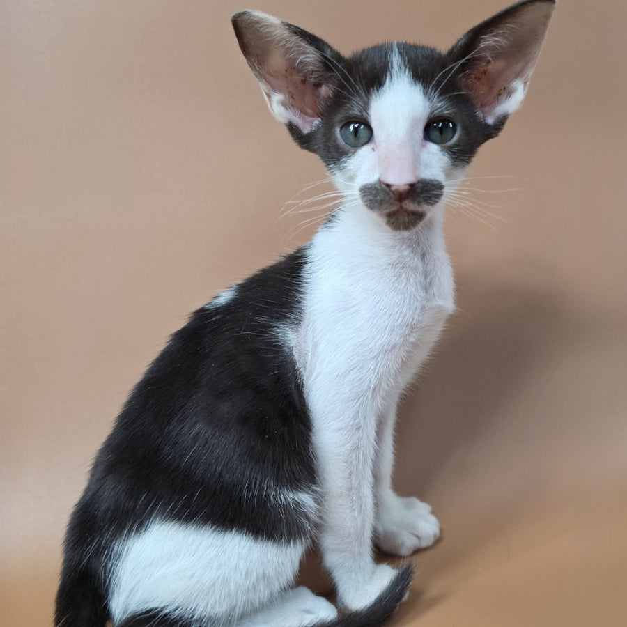 Koji Oriental Shorthair male, chocolate bicolour