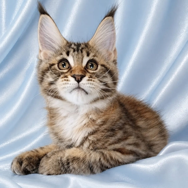 Verona Maine Coon female, black tortie tabby