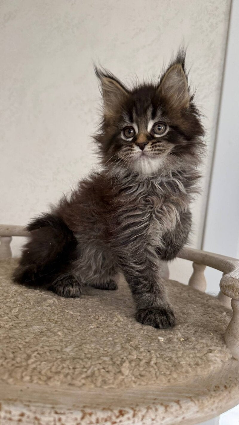 Safina Maine Coon male black tabby - live animals