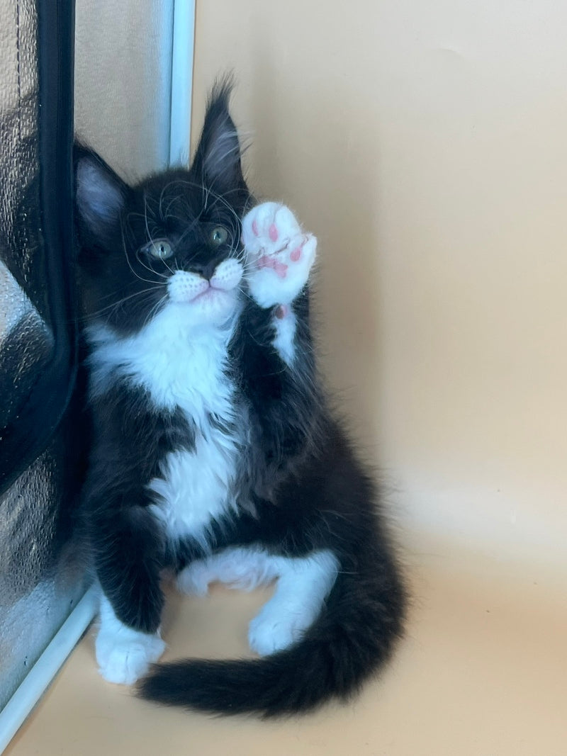 Betmann Maine Coon male, black bicolour