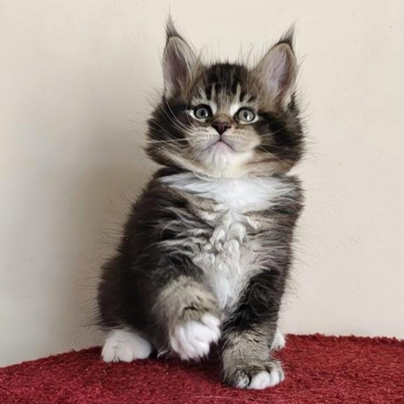 Hammer Maine Coon male, black ticked tabby with white