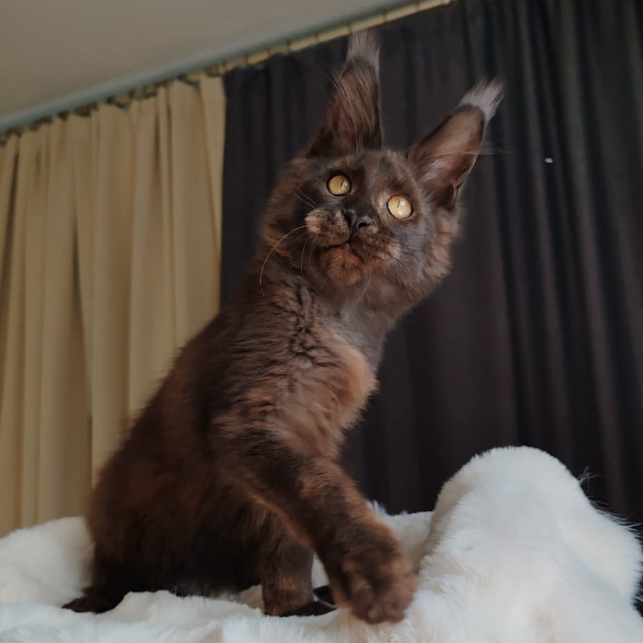 Sharhan Maine Coon male, black silver