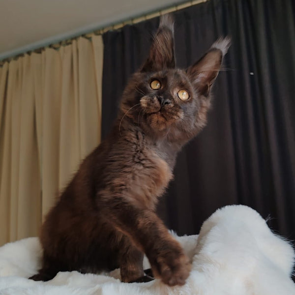 Sharhan Maine Coon male, black silver