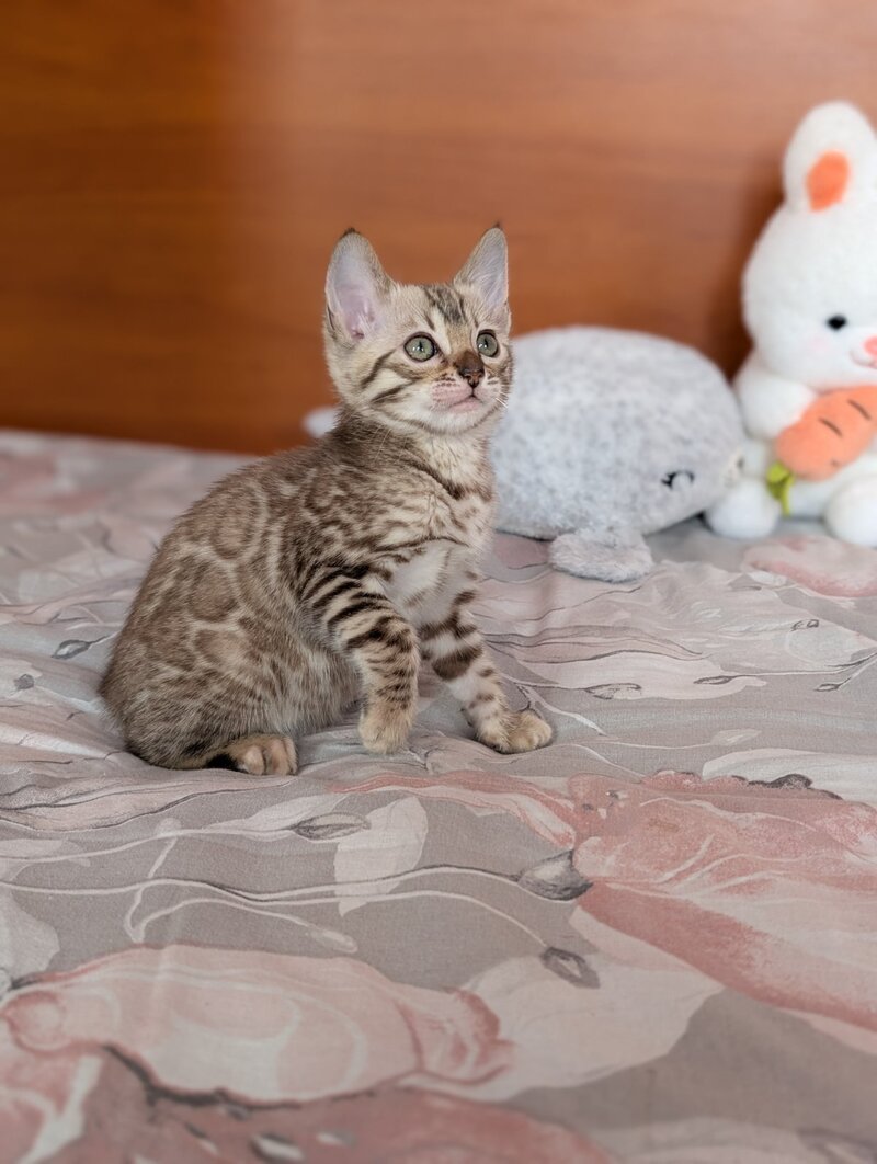 Wendy Bengal female black silver spotted tabby pointed live animals