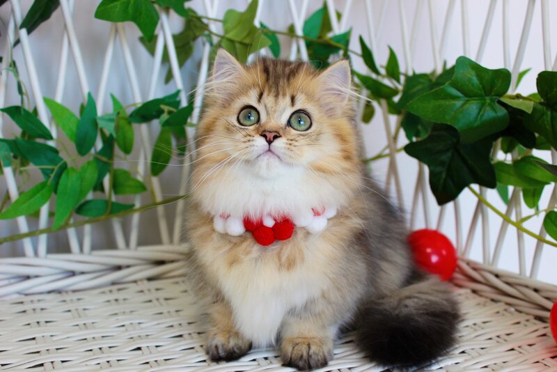 Carmen Munchkin female, chocolate golden ticked tabby