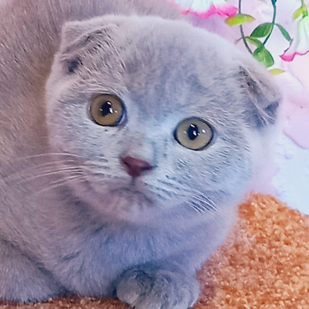 Eva Scottish Fold female, blue