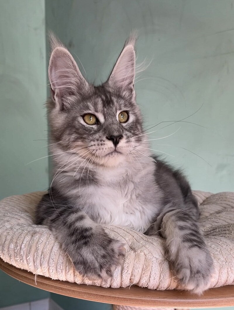 Zodiac Maine Coon male, black silver tabby