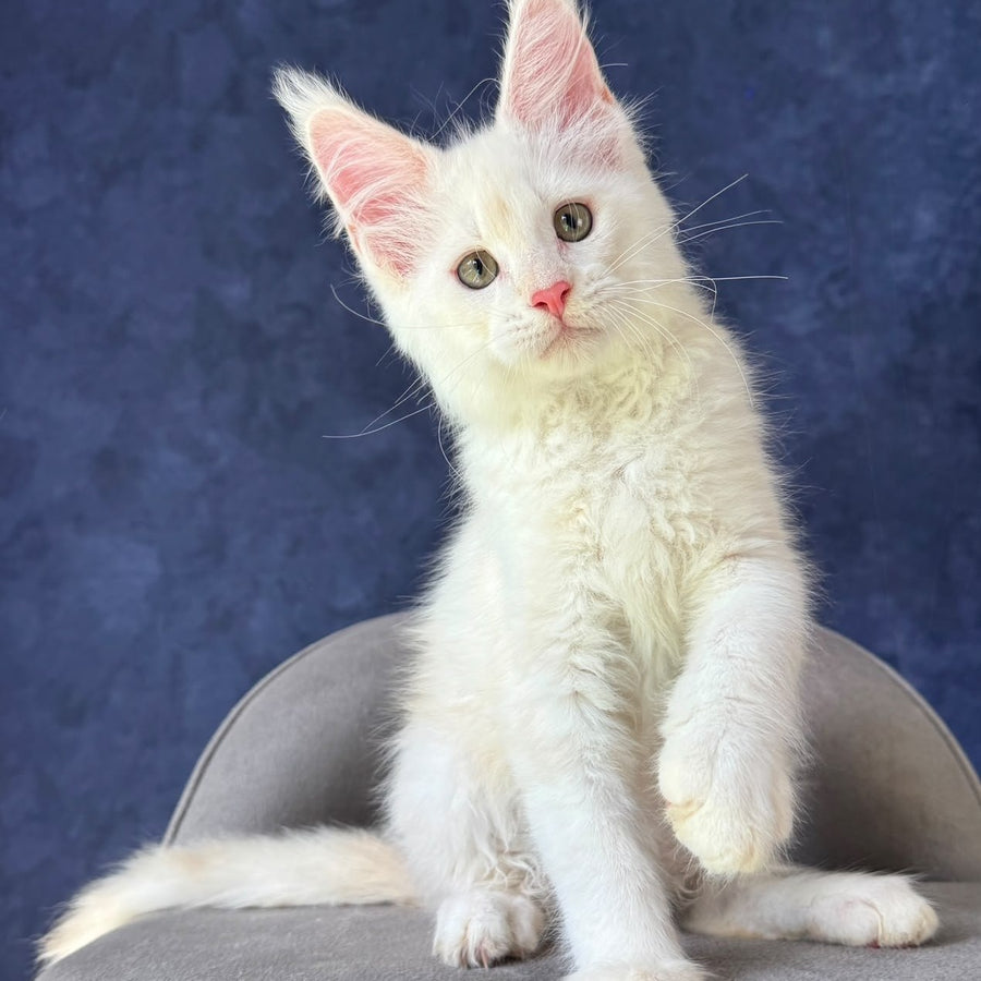Sangro Maine Coon male, red silver ticked tabby