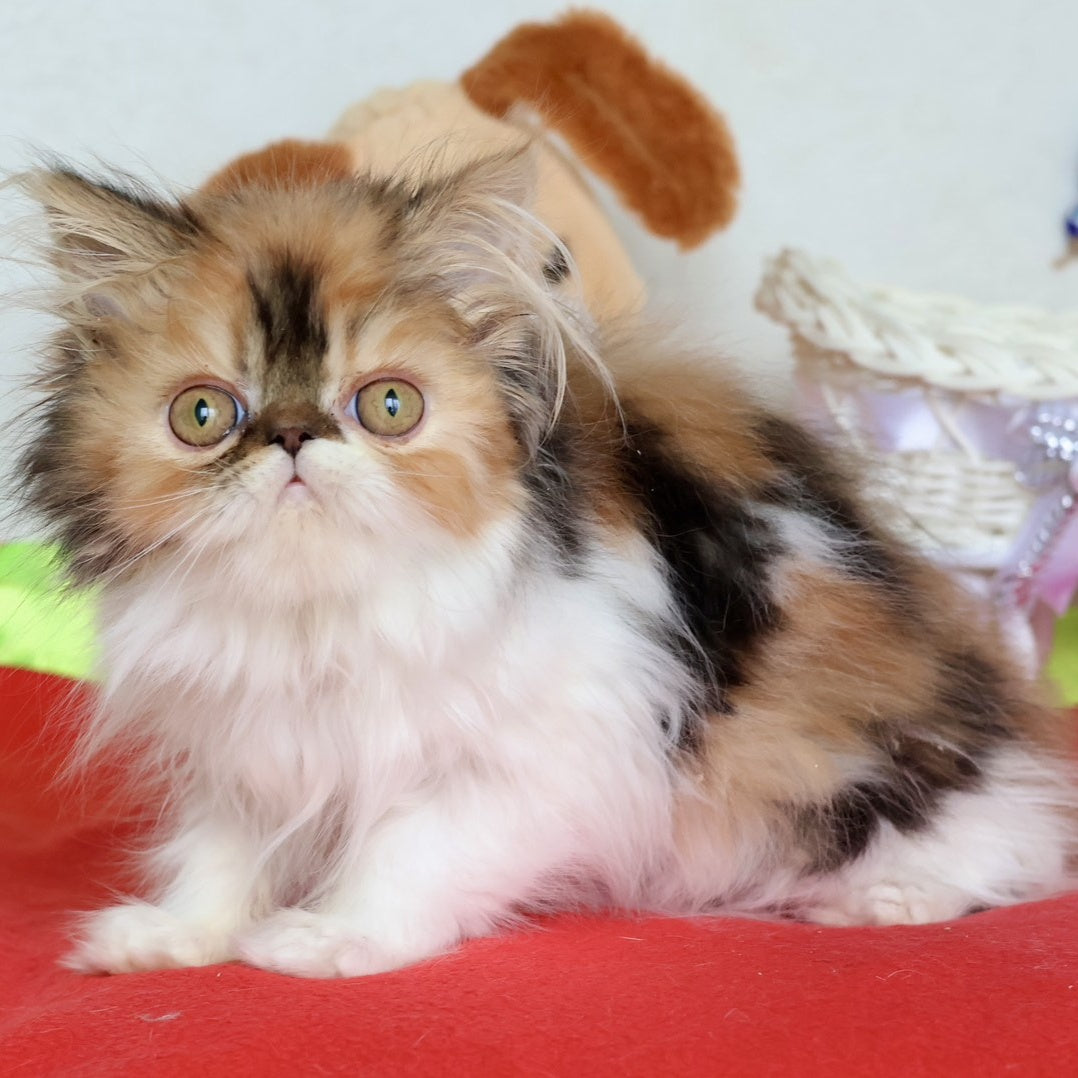 Yummy Persian female, black tortie bicolour