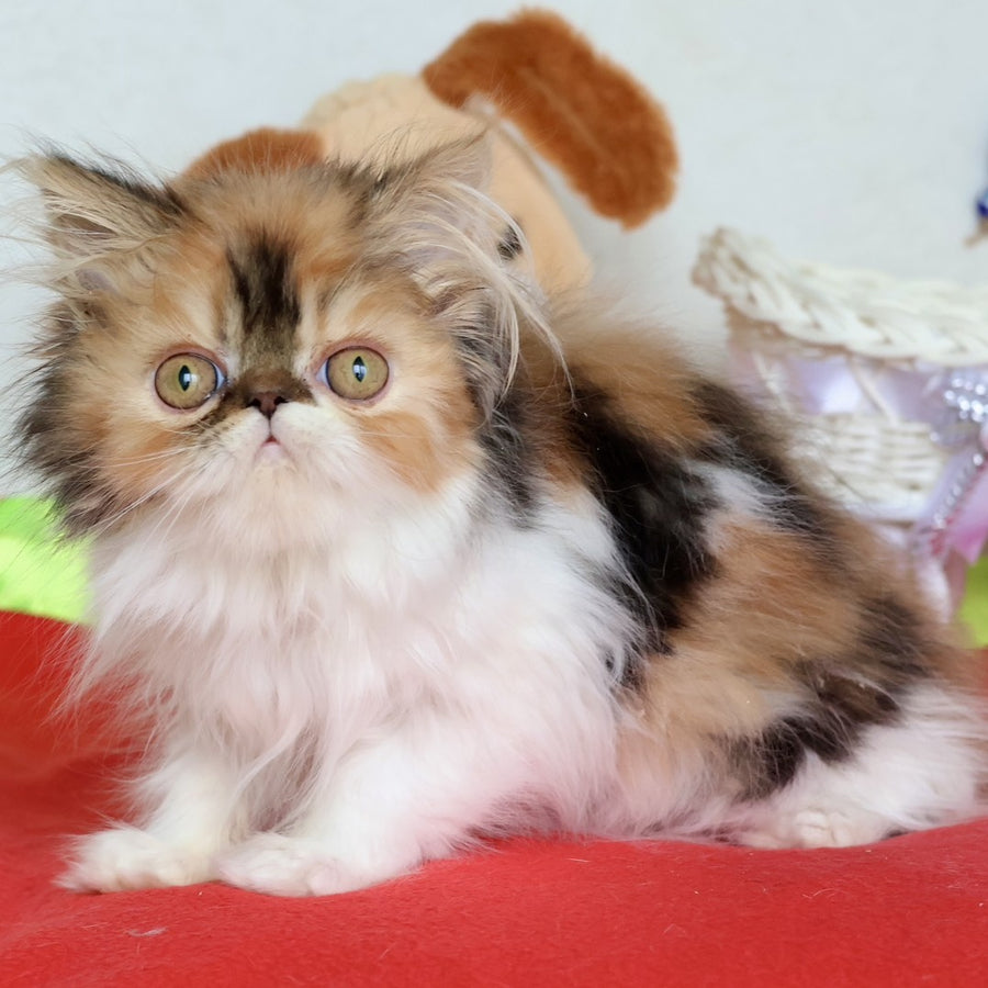 Yummy Persian female, black tortie bicolour