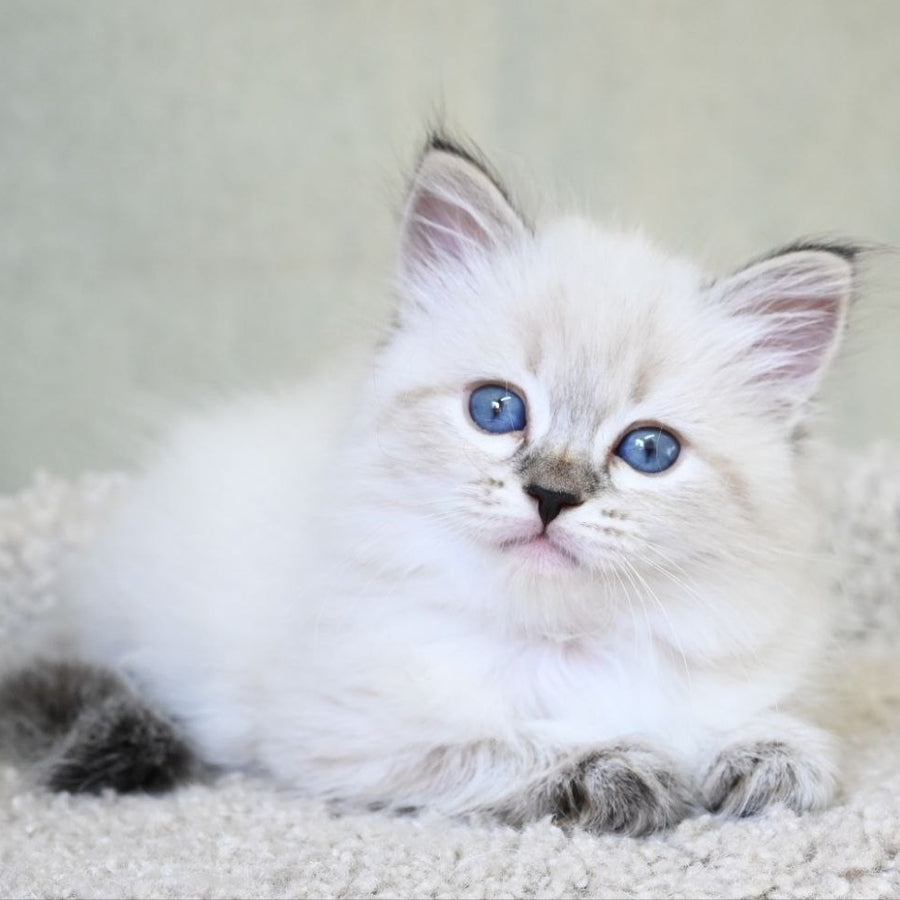 Kassey Siberian male, black tabby pointed