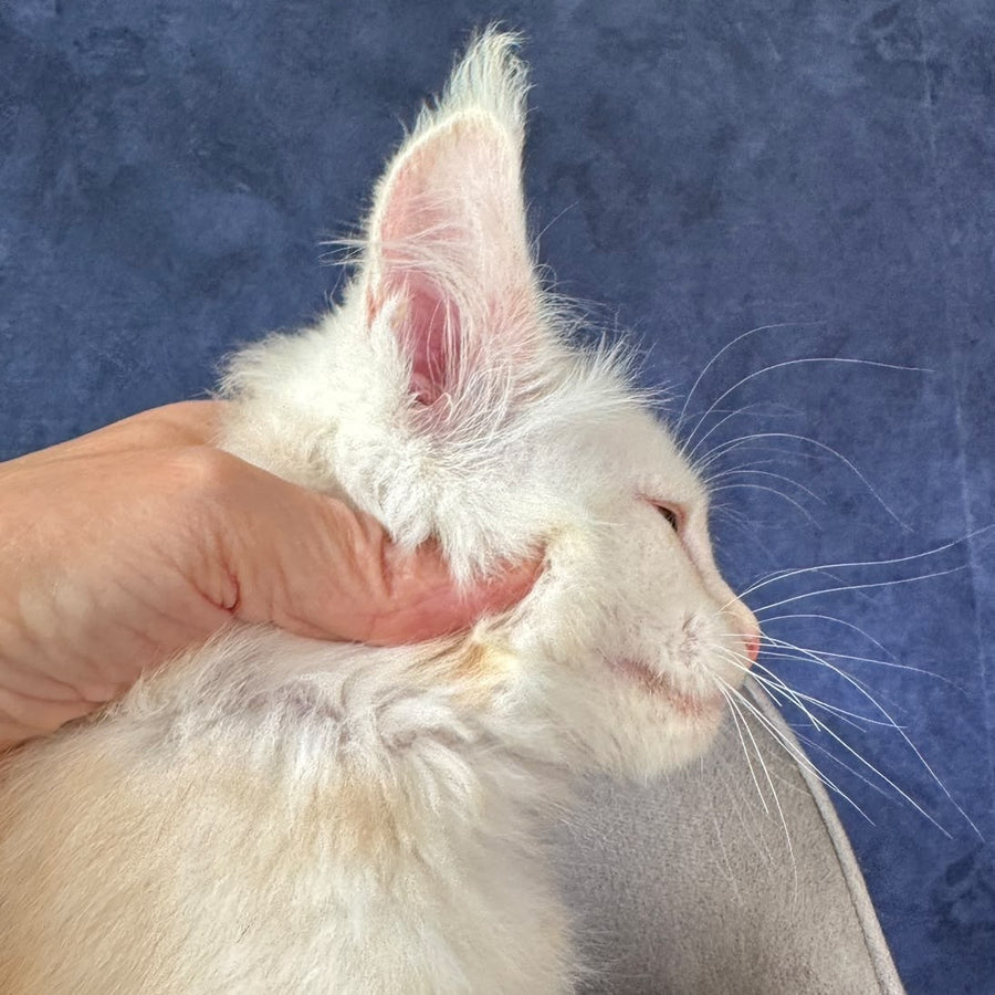 Sakson Maine Coon male, red silver ticked tabby