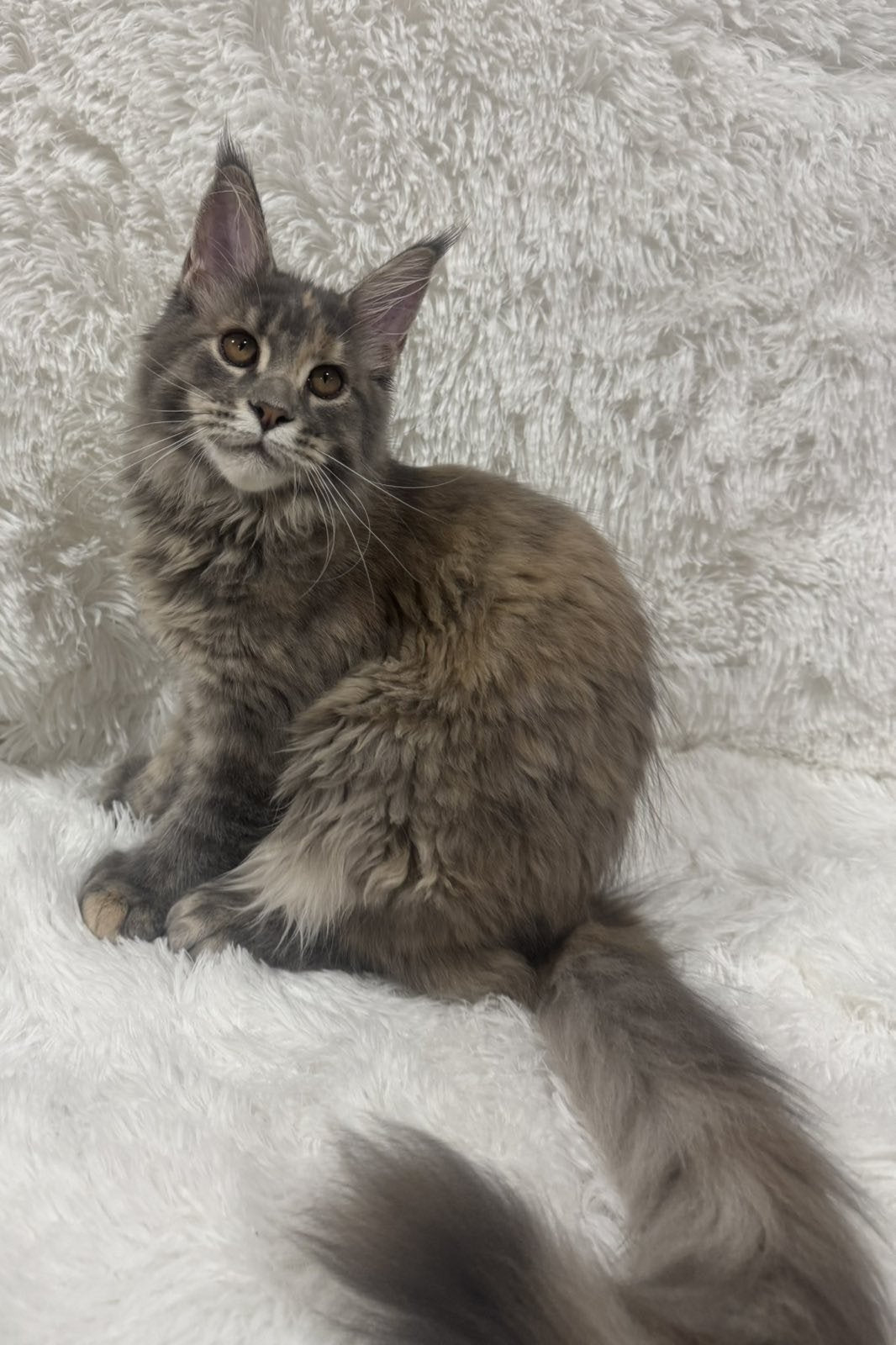 Fiona Maine Coon polydactyl female, blue tortie spotted tabby