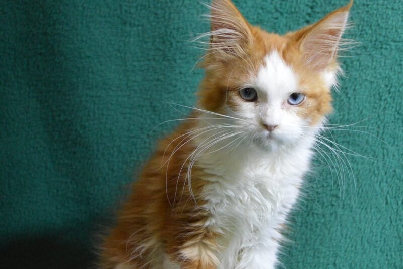 Dacota Maine Coon female, red tabby bicolour