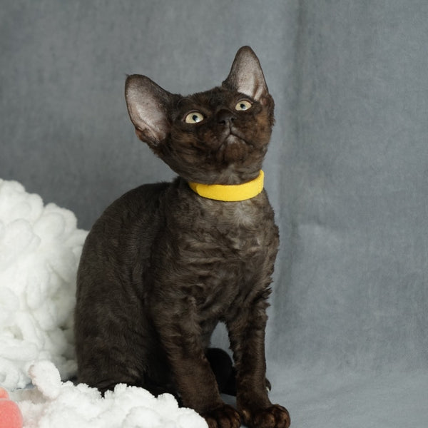 Onigiri Devon Rex female, black