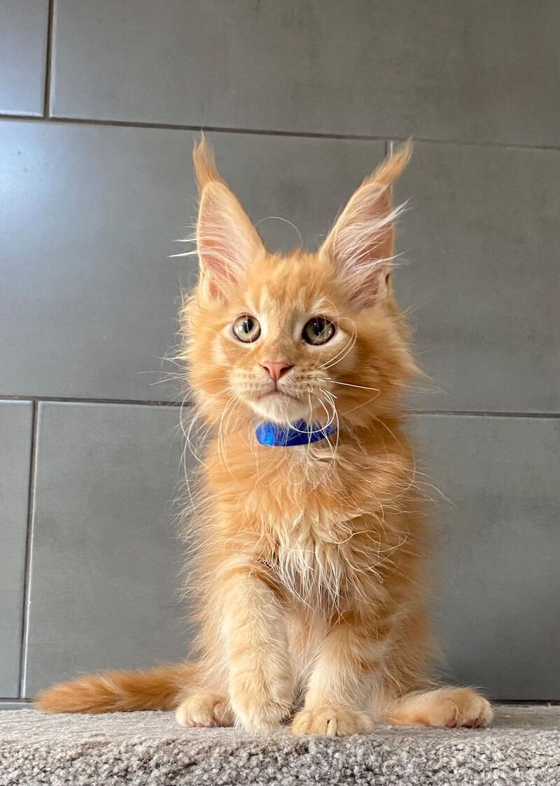Winnipeg Maine Coon male, red tabby