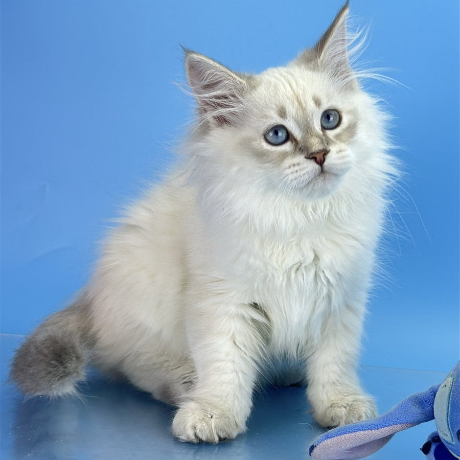 Xander Siberian male, blue tabby pointed
