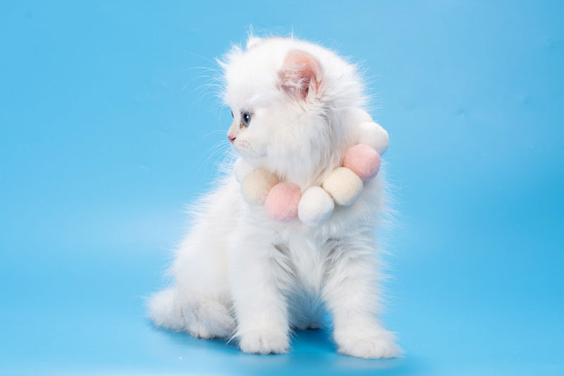 Daniella British Longhair female, black golden shaded