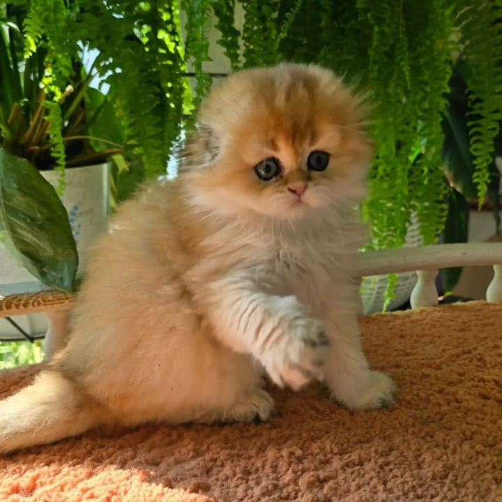 Jin Scottish Fold male, black golden shaded