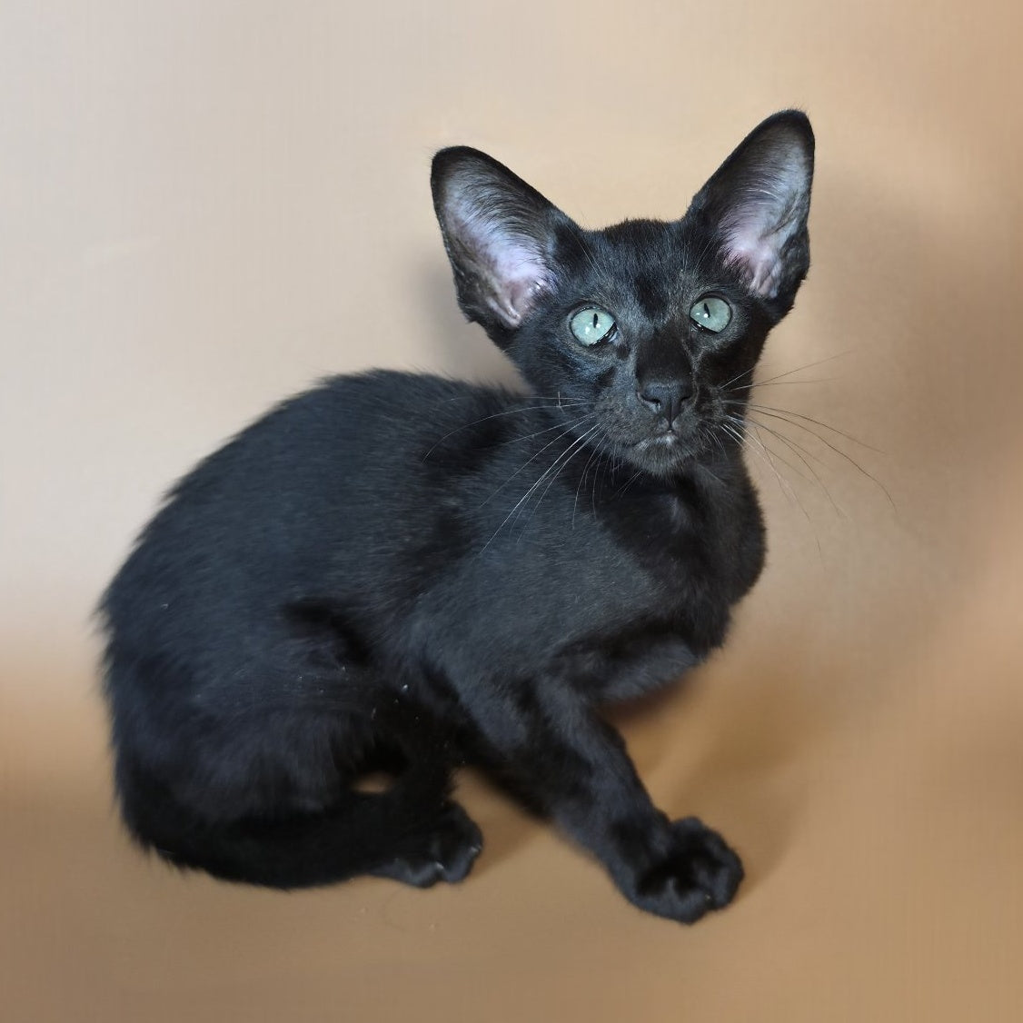 Lupin Siamese male, black