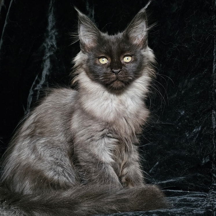 Isabel Maine Coon female, black silver
