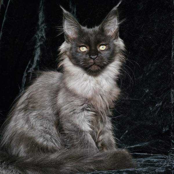 Isabel Maine Coon female, black silver