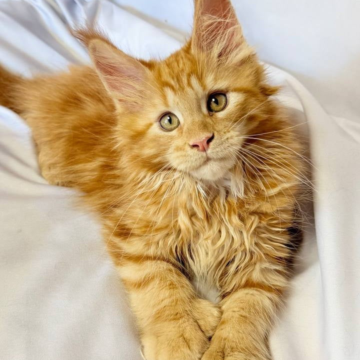 Mufasa Maine Coon polydactyl 6x6x6x6 male, red with white