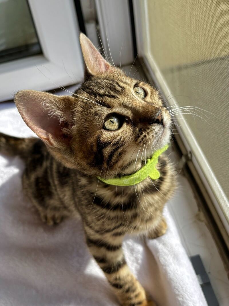 Lola Bengal female black spotted tabby - live animals