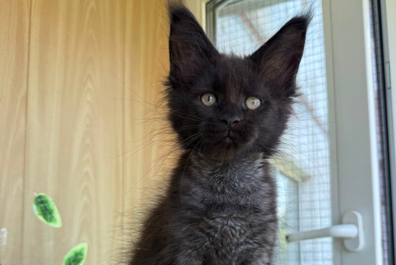 Aquanit Maine Coon male, black silver
