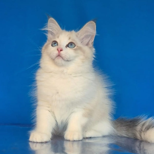 Eddie Siberian male, blue bicolour tabby pointed