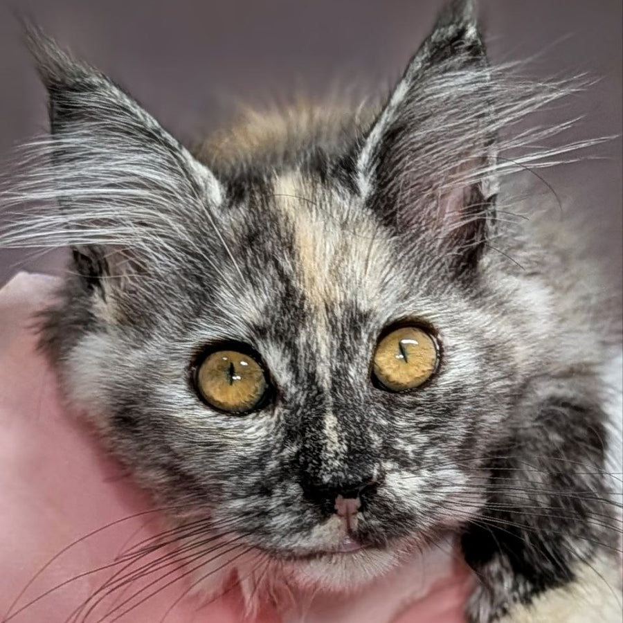 Westalia Maine Coon female, black tortie silver