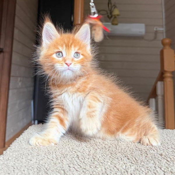 Alf Maine Coon male, red tabby with white