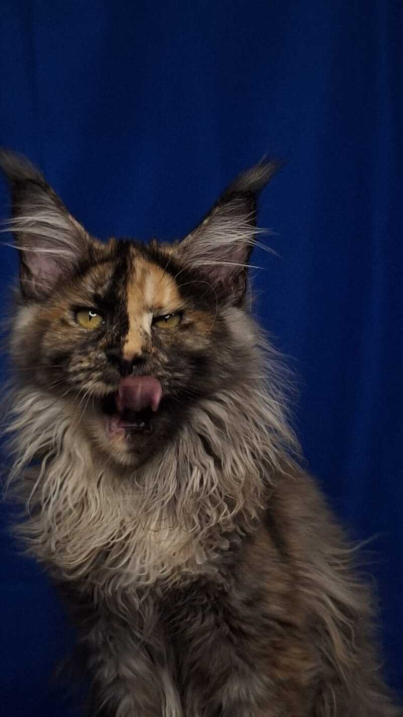 Intel'Legend Maine Coon female, black tortie silver