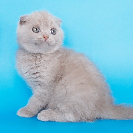 Allan Scottish Fold male, fawn