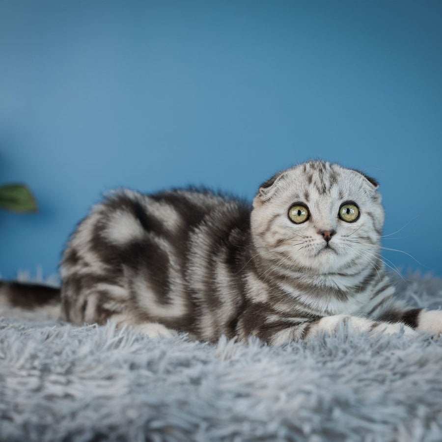 Yuna Scottish Fold female, black silver tabby