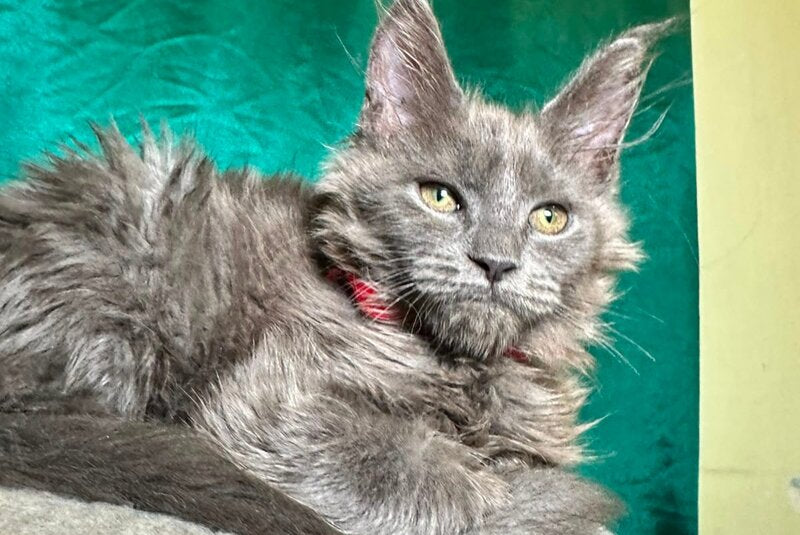 Martha Maine Coon female, blue
