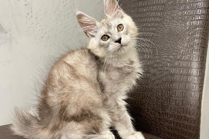 King Maine Coon male, black silver ticked tabby