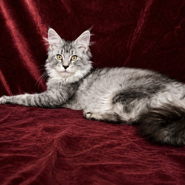 Hailen Maine Coon male, black silver ticked tabby