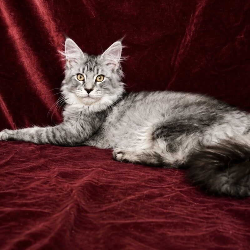 Hailen Maine Coon male, black silver ticked tabby