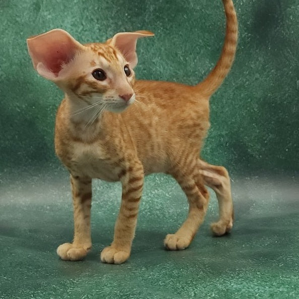 Zachary Oriental Shorthair male, red spotted tabby