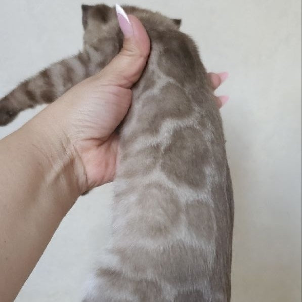 Nutela Bengal female, black pointed spotted tabby