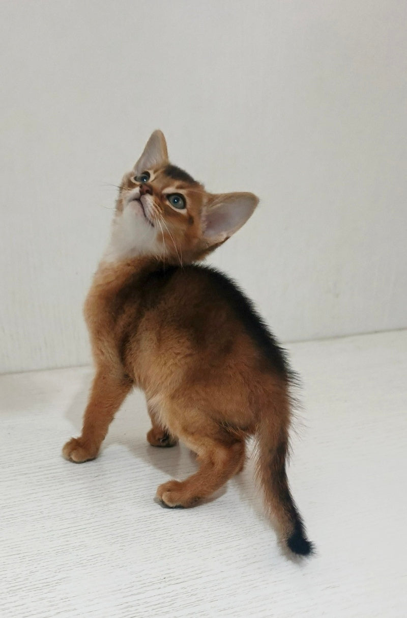 Griffin Abyssinian male ruddy - live animals