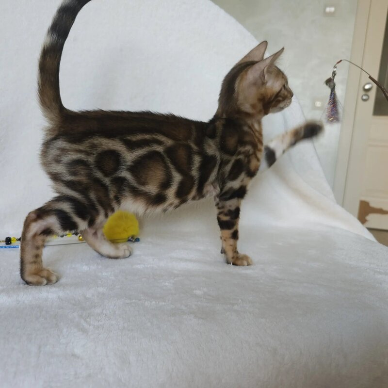 Тamerlan Bengal male black spotted tabby - live animals