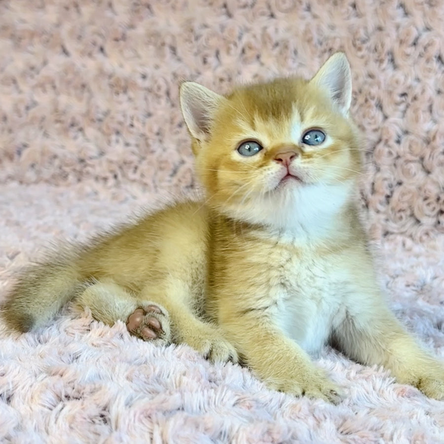 Golden Prince British Shorthair male, cinnamon golden shaded