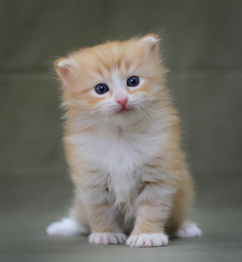 FanFan Siberian male, red spotted tabby bicolour